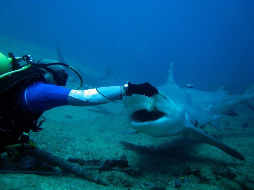 Diving Show with Bull Sharks, Santa Lucía beach, Camagüey