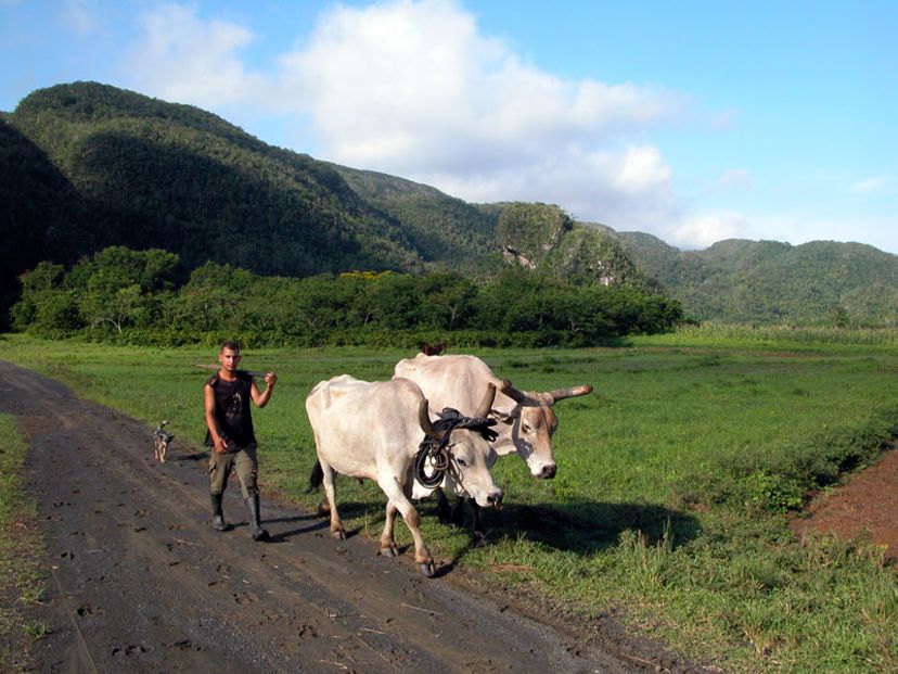 The tobacco farmers, traditions and customs, Viñales valley