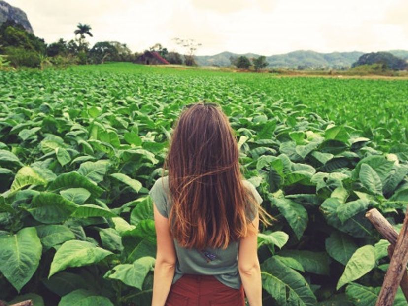 Tobacco plantations, Viñales Valley, Pinar del Río City