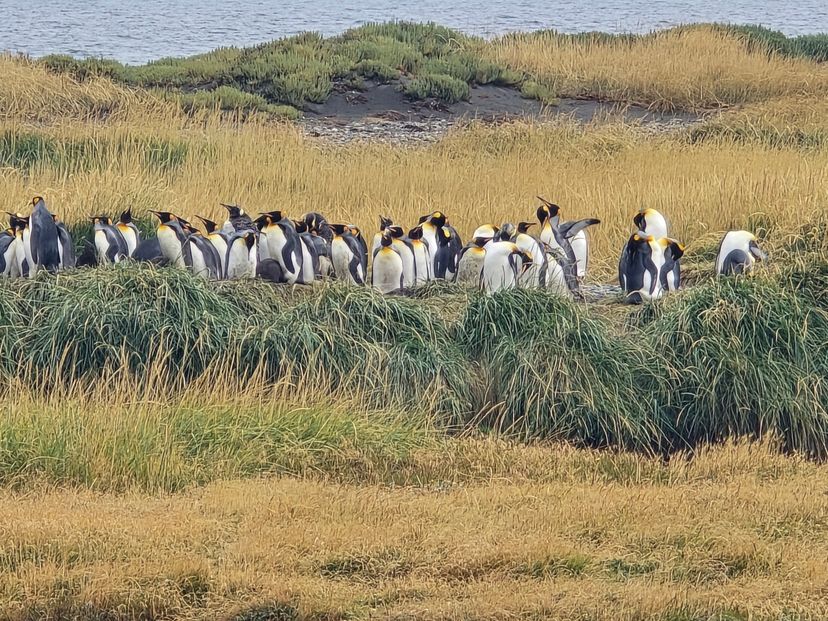 "FULL DAY TIERRA DEL FUEGO - PINGÜINO REY PARK" Tour, Punta Arenas, Chile. 