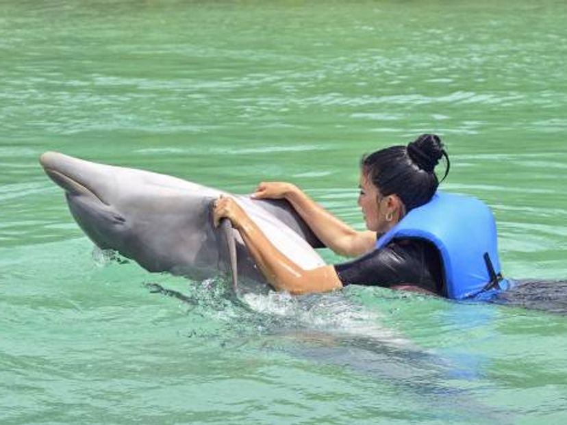 Dolphin Experience in Varadero