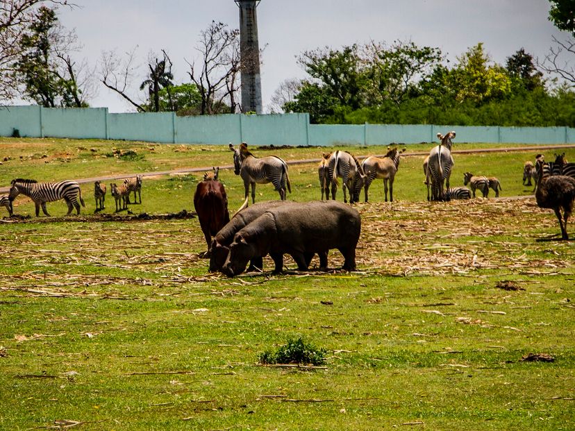 Jeep Safari "NATURE TOUR NATURALEZA VERDE DE LA HABANA"
