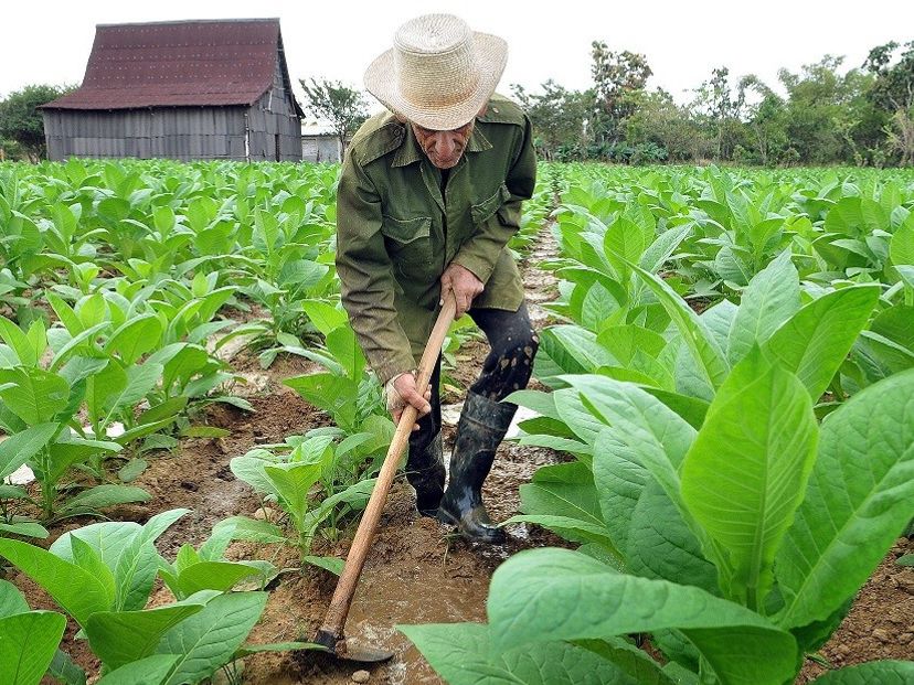 "SAN JUAN Y MARTINEZ TOBACCO ROUTE" Tour, Pinar del Río, Cuba.