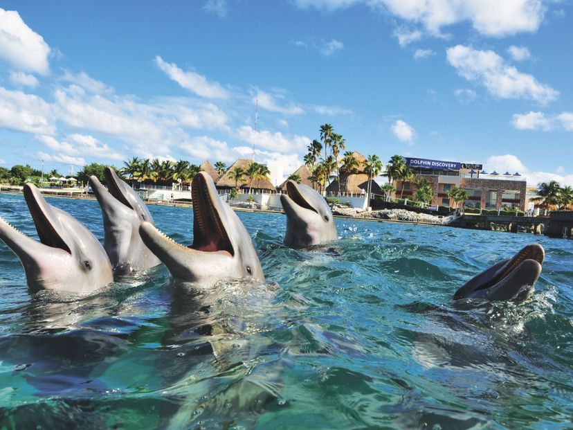 "Dolphins Experience (Encounter) + Isla Mujeres" Tour
