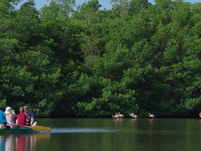 Pink flamingos in the Guanaroca lagoon, Cienfuegos, Cuba.