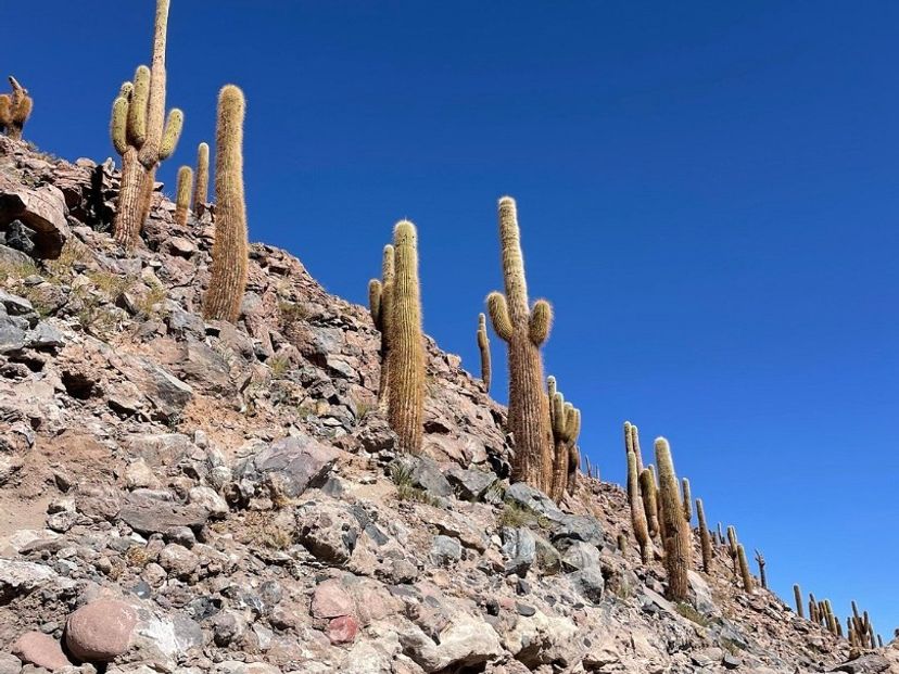 "HIKE GUATIN CACTUS" Tour, San pedro de Atacama, Chile.