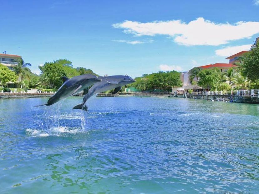 Dolphin Discovery Puerto Aventuras, enjoy the experience in Yucatan Peninsula. Mexico.