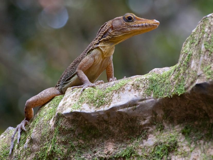 "REPTILE OBSERVATION TRAIL IN SOROA NATURAL PARK" Tour, Artemisa, Cuba.