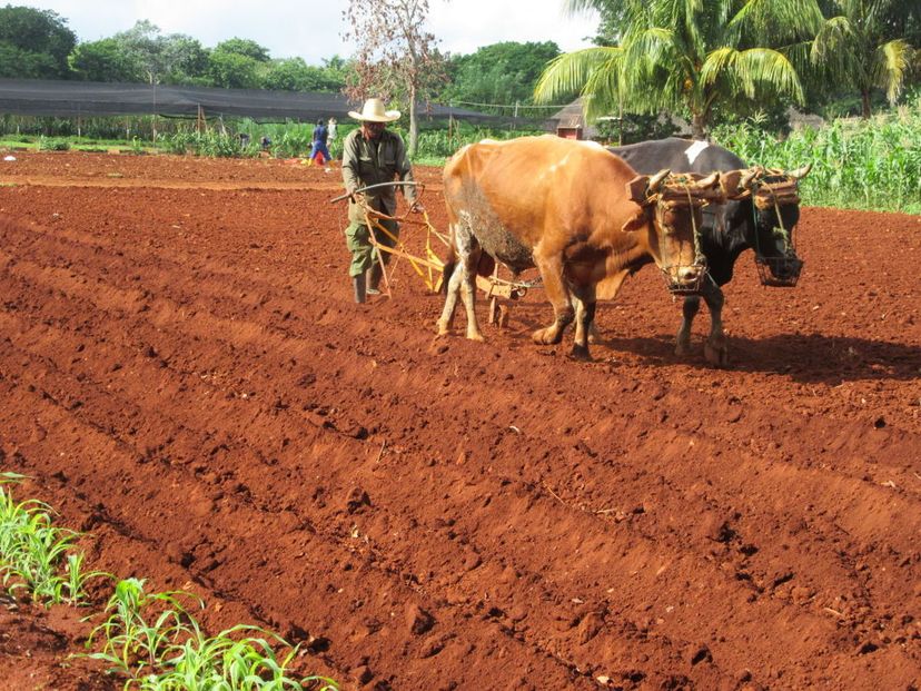 A traditional cuban farm, traditions and customs, Viñales Valley National Park, Pinar del Río
