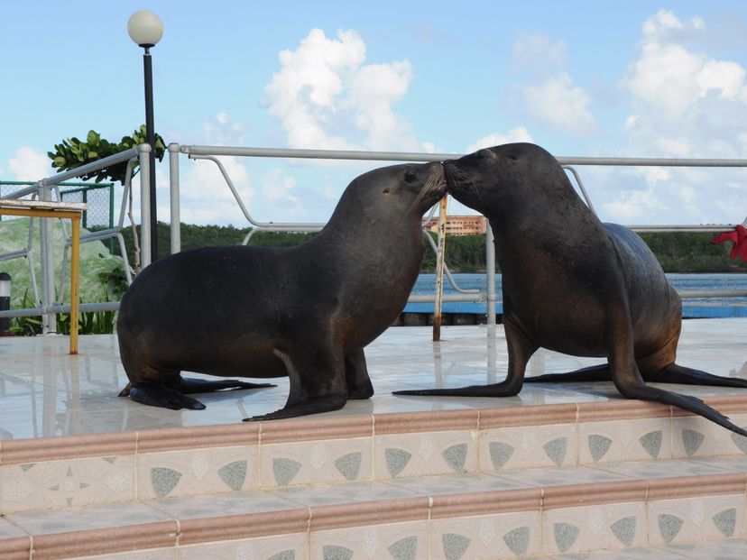Sea lions and dolphins shows, naranjo Bay Aquarium, Holguin