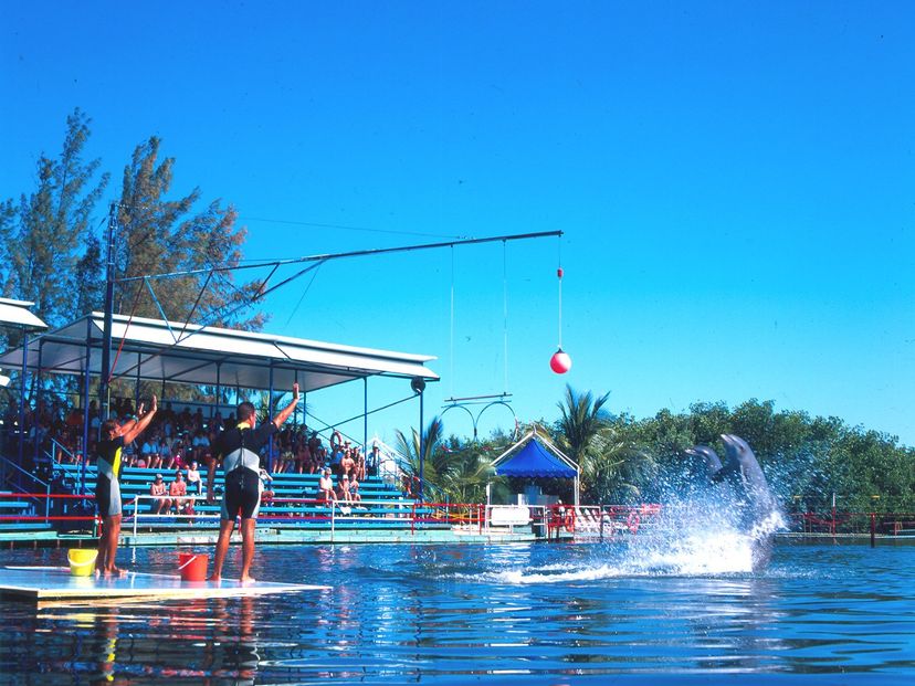 Dolphin show at Varadero dolphinarium