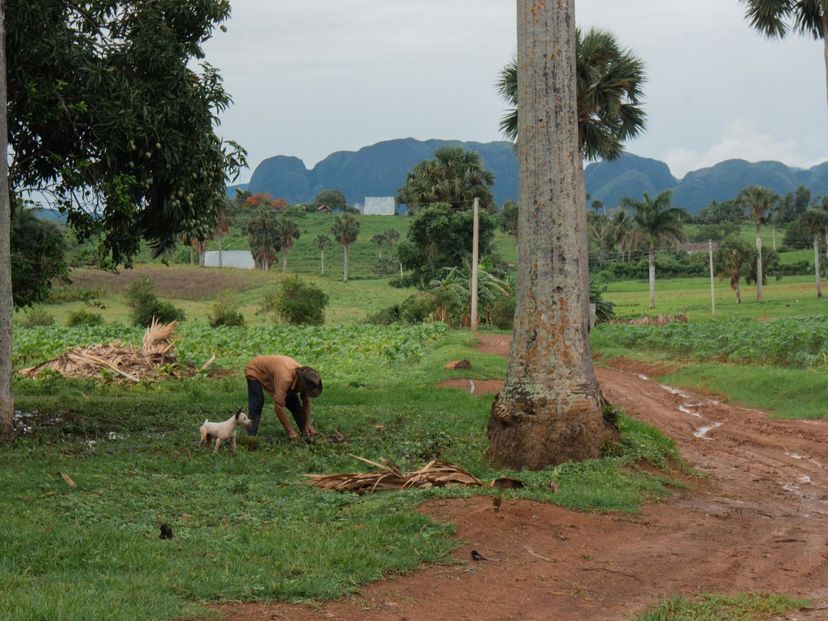"TO LA CURCUMA FARM" Tour, Viñales, Pinar del Río, Cuba.