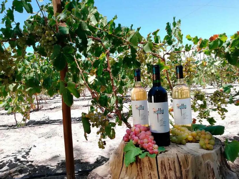 "TOCONAO WINE ROUTE" PREMIUM Tour, San Pedro de Atacama, Chile. 