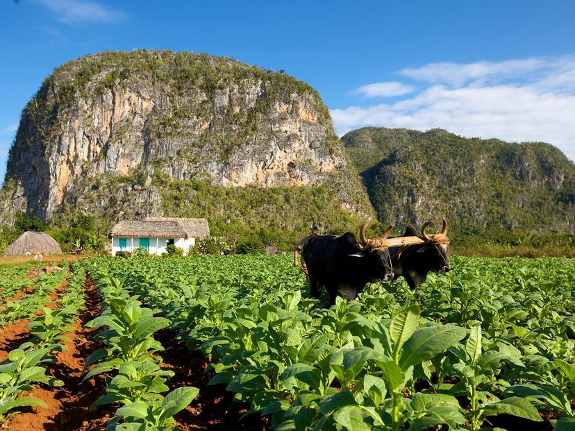 The Tobacco plantation panoramic view, Viñales Valley National Park, Pinar del Rio, Cuba.